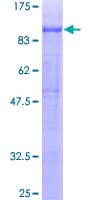 Human PTPRO Protein (Recombinant GST)