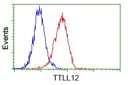 KIAA0153 / TTLL12 Antibody (clone OTI4B2)