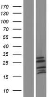 APOPT1 Protein (Over-Expression Lysate Myc-DDK (Flag))
