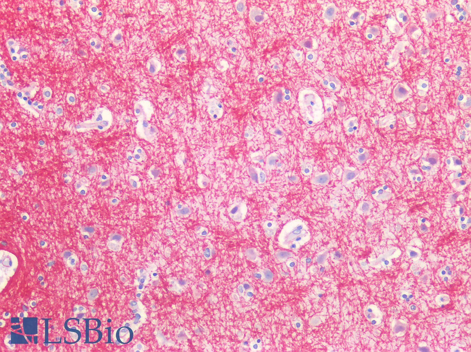 IHC-plus™ MOG Antibody