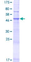 Human PPAPDC3 Protein (Recombinant GST)
