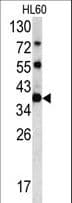 Polyclonal Rabbit anti-Human CLNS1A Antibody (aa189-216, IHC, WB)