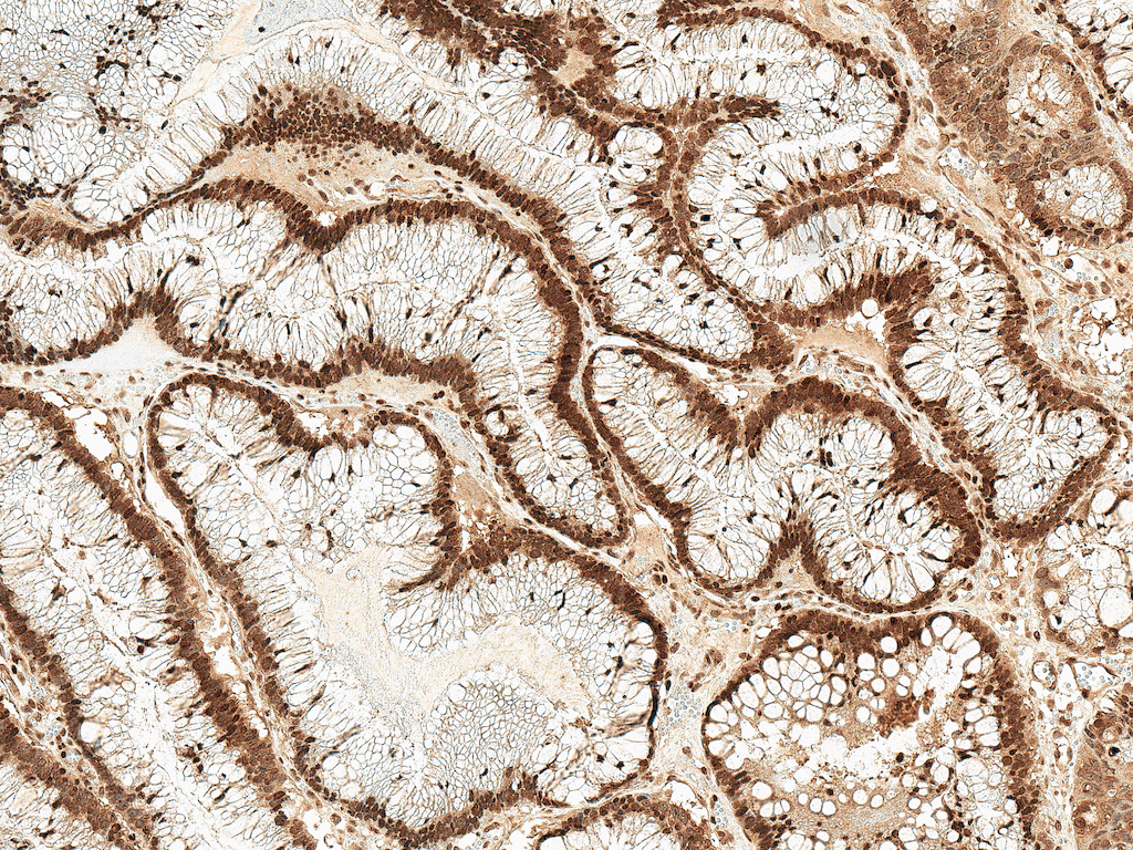 RAC1 Antibody (Biotin)