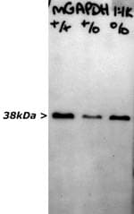 IHC-plus™ GAPDH Antibody (clone 1D4)