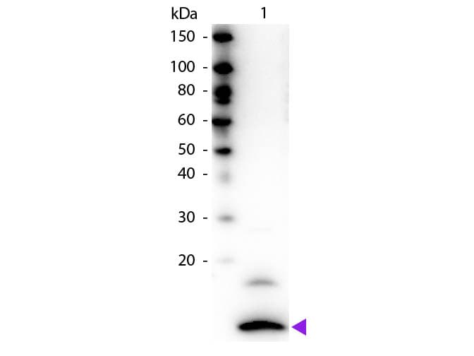 Polyclonal Rabbit anti-Human CX3CL1 / Fractalkine Antibody (Liquid, Biotin, WB)
