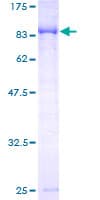 Human CAMKV Protein (Recombinant GST)