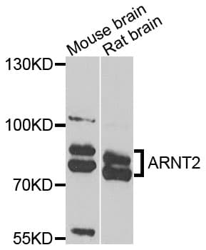 ARNT2 Antibody