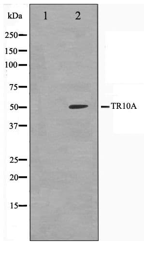 TNFRSF10A / DR4 Antibody