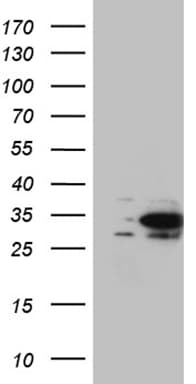 Monoclonal Mouse anti-Human DNAJB6 Antibody (clone OTI3H4, WB)