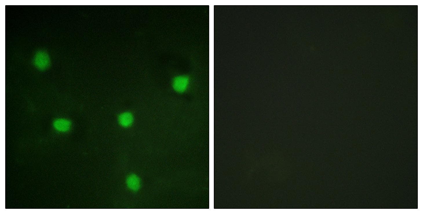 RBL1 / p107 Antibody (Ab-369)