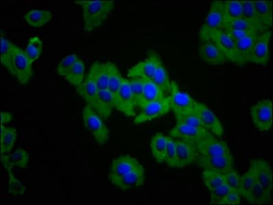 ITGA3 / CD49c Antibody