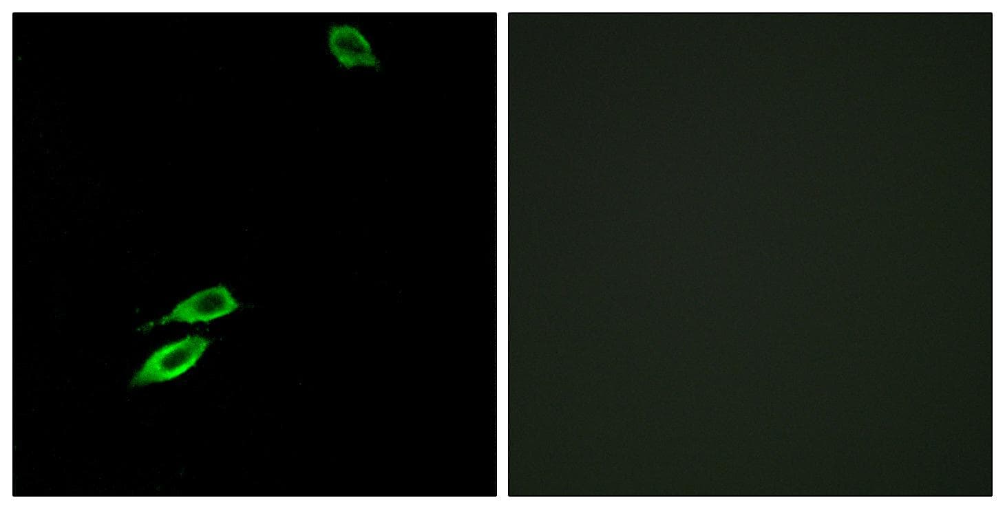 BAX Antibody (p167)