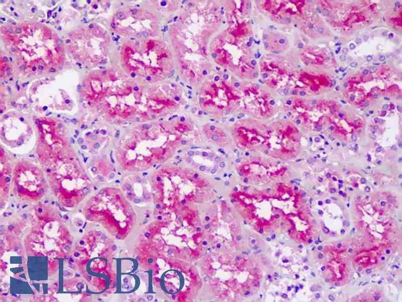 PathPlus™ SPP1 / Osteopontin Antibody (aa14-40)