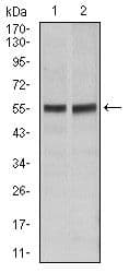 CD95 / FAS Antibody (clone 4F8H6)