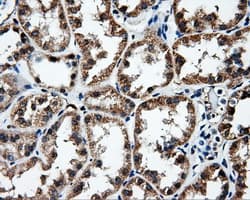 FAHD2A Antibody (clone OTI5D4)
