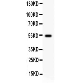 CCNA1 / Cyclin A1 Antibody (aa64-263)