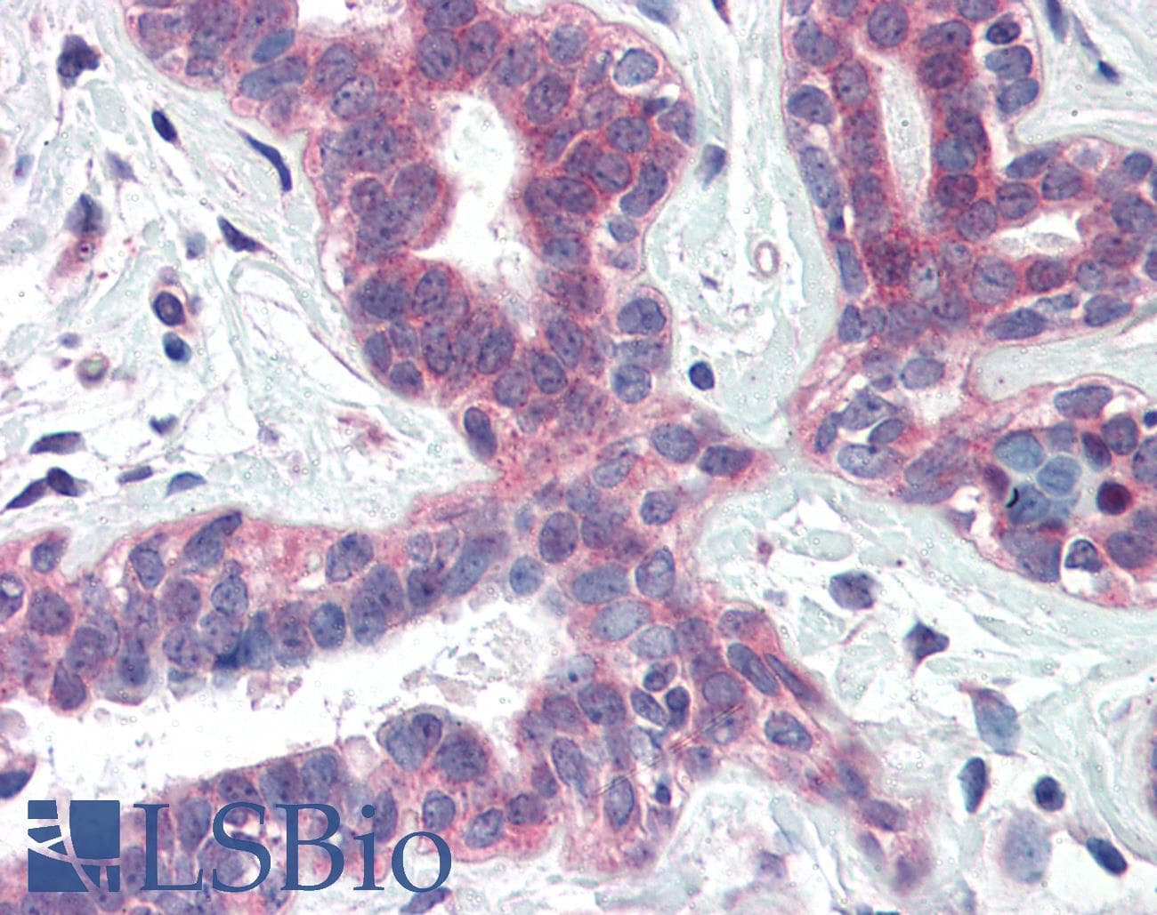 IHC-plus™ XBP1 Antibody (Internal Region)