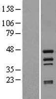 HTRA4 Protein (Over-Expression Lysate Myc-DDK (Flag))