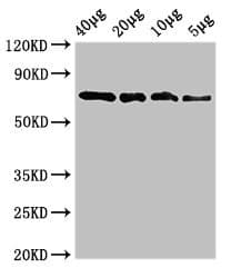 SOX10 Antibody