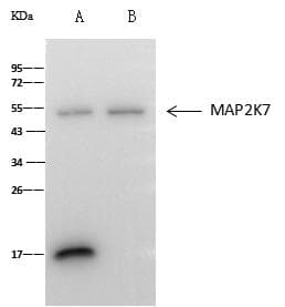 MAP2K7 / MEK7 Antibody (Preservative Free)