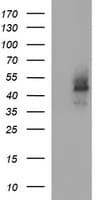 CDC123 Antibody (clone OTI5C7)
