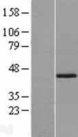 SPOP Protein (Over-Expression Lysate Myc-DDK (Flag))