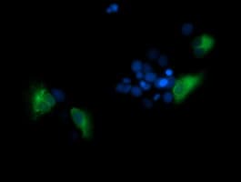TMPRSS5 Antibody (clone OTI4G4)