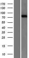 SEMA3B / SemA Protein (Over-Expression Lysate Myc-DDK (Flag))