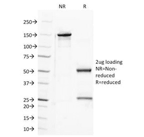 Monoclonal Mouse anti-Human SEMA4D / Semaphorin 4D / CD100 Antibody (clone A8, Azide-free,BSA-free, IF)