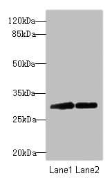 TRIM69 / Trif Antibody
