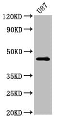 Polyclonal Rabbit anti-Human NTSR2 / NTR2 Antibody (IHC, WB)