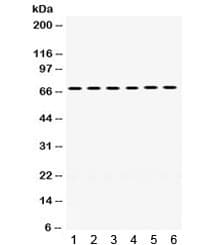 PDPK1 / PDK1 Antibody