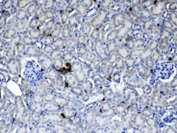 THY1 / CD90 Antibody