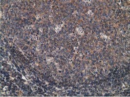 CCNB1IP1 Antibody (clone OTI4H3, Carrier-free)