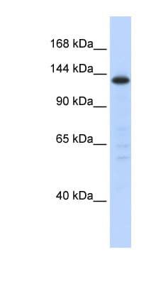 SF3B130 / SF3B3 Antibody (C-Terminus)