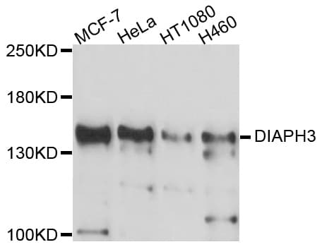 DIAPH3 / MDIA2 Antibody