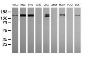 PCDH7 Antibody (clone OTI2G6)