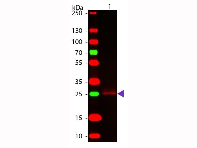 Polyclonal Goat Anti-Rabbit IgG Fc Secondary Antibody (IHC, WB)