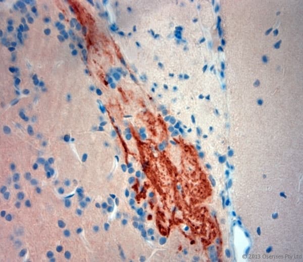 TAAR1 / TA1 Antibody (aa200-250)