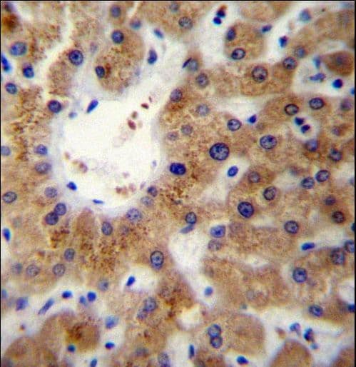 ERLIN1 / SPFH1 Antibody (aa244-273)