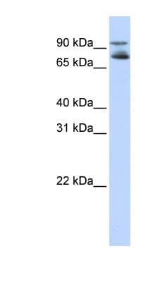 FOXK2 / ILF Antibody (C-Terminus)