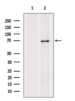 GPNMB / Osteoactivin Antibody