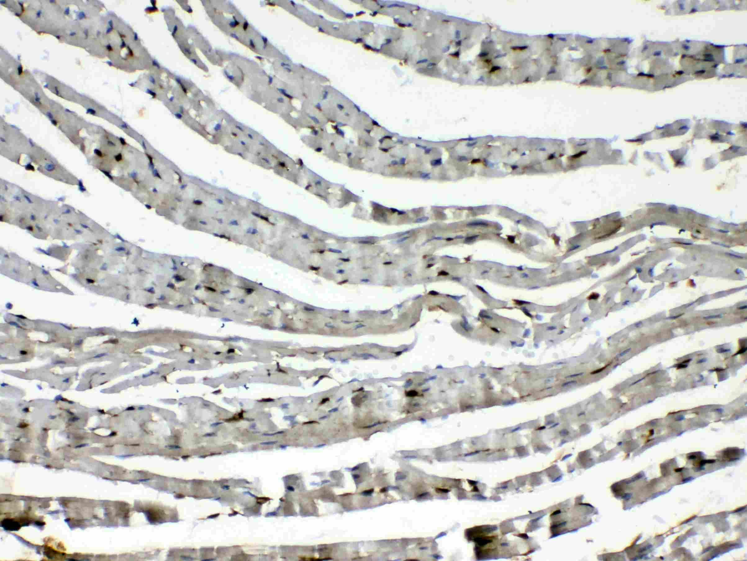 CYGB / Cytoglobin Antibody
