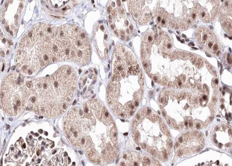 BMP7 Antibody