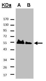 HAUS8 Antibody (aa166-360)