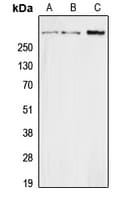 Secretin Antibody (Internal)