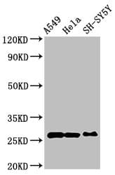 PRDX6 / Peroxiredoxin 6 Antibody
