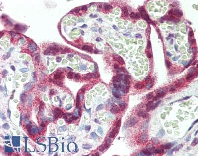 IHC-plus™ BAG3 / BAG-3 Antibody (aa525-575)