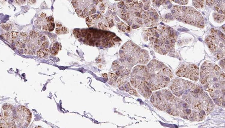 EXOC5 Antibody