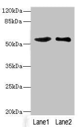 Polyclonal Rabbit anti-Human SLC30A1 / ZNT1 Antibody (IHC, WB)